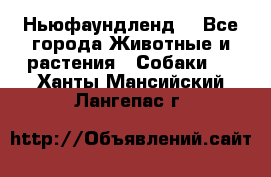 Ньюфаундленд  - Все города Животные и растения » Собаки   . Ханты-Мансийский,Лангепас г.